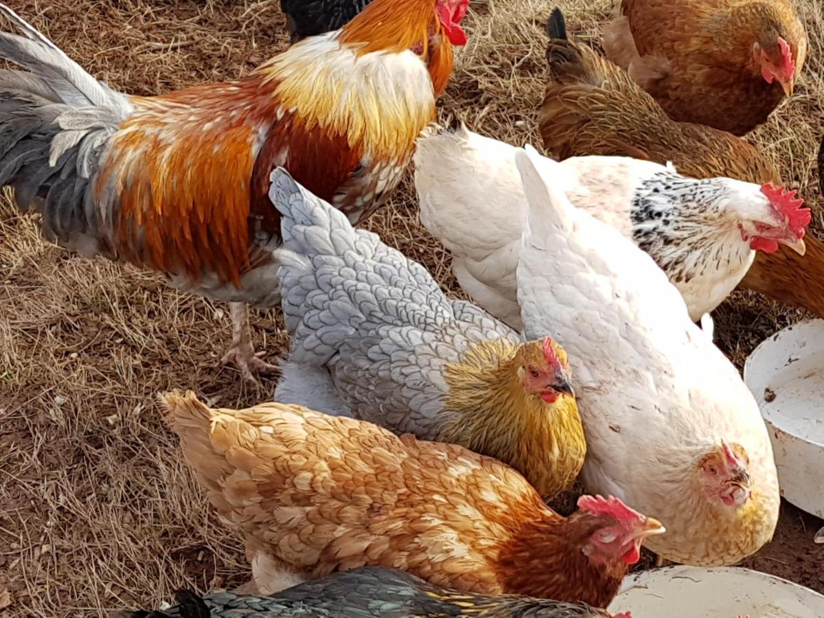 Eco Cottage Joe The Buck Craven Arms Ngoại thất bức ảnh